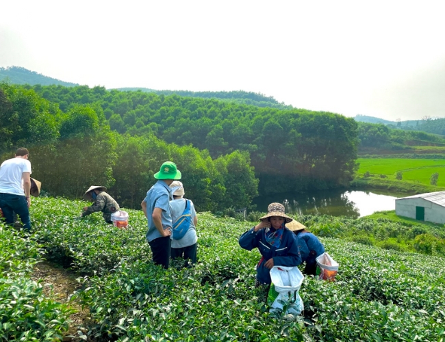 CÓ BAO NHIÊU VÙNG TRỒNG TRÀ Ở VIỆT NAM?