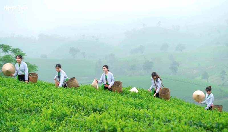 Những thiếu nữ hái trà trong màn sương mờ ảo (Ảnh: sưu tầm)