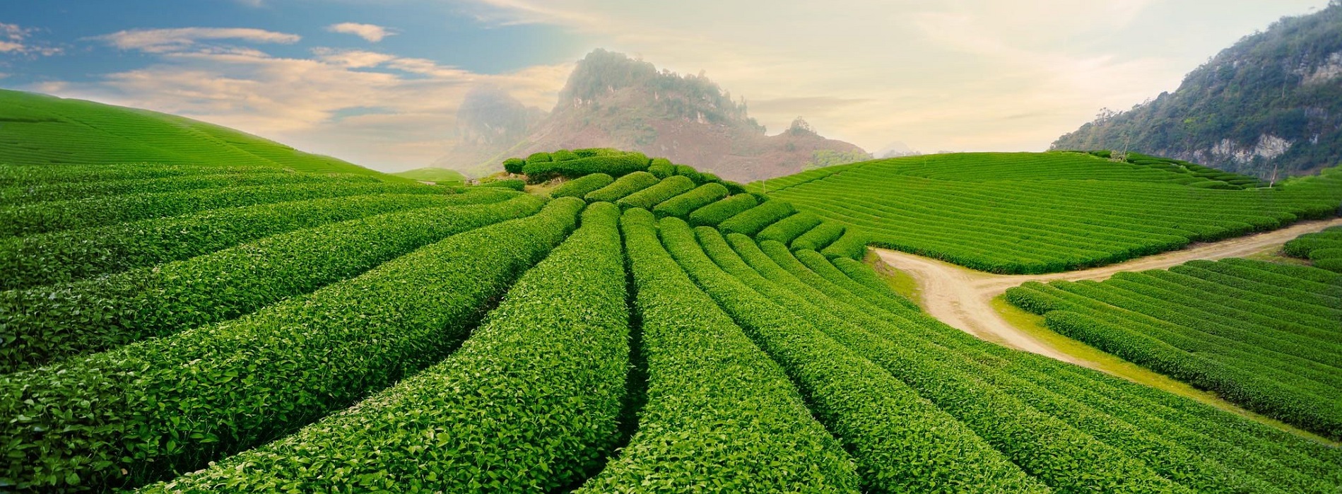 Những hàng chè thẳng tắp, ngập tràn sắc xanh tại thủ phủ trà Tân Cương, Thái Nguyên (Ảnh: sưu tầm)