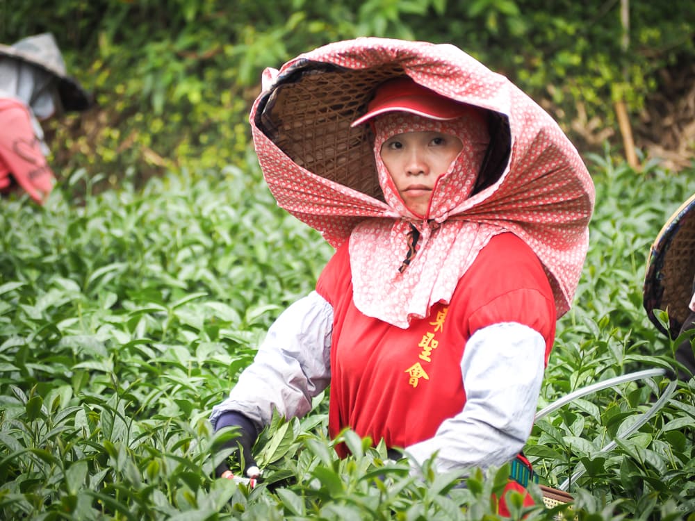 Người dân hái chè trên đỉnh A Lý - Ảnh: Sưu tầm