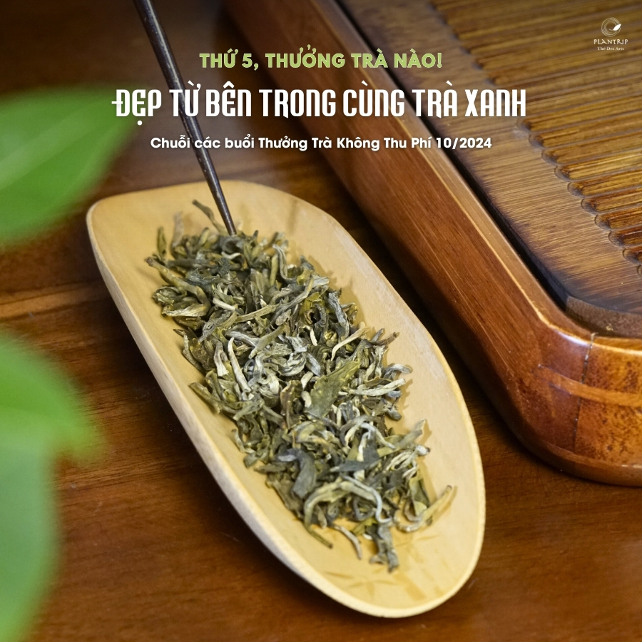 Trà Xanh Cổ Thụ Tà Xùa Thượng Hạng - Một phẩm trà xanh mang theo hương vị núi rừng.