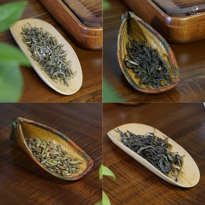 Trà Xanh Nõn Tôm Tân Cương là 1 lựa chọn cao cấp cho người yêu trà.