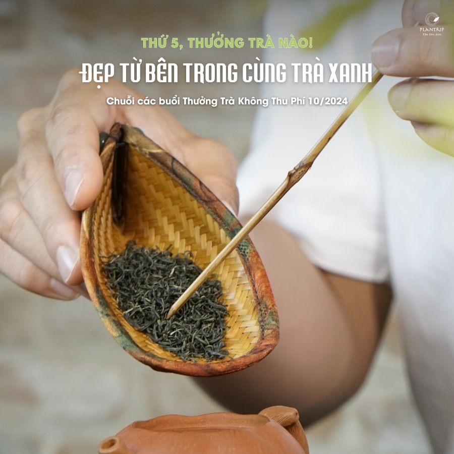 Sợi Trà Xanh Đinh Tân Cương Thượng Hạng bé tí như chiếc đinh mini.