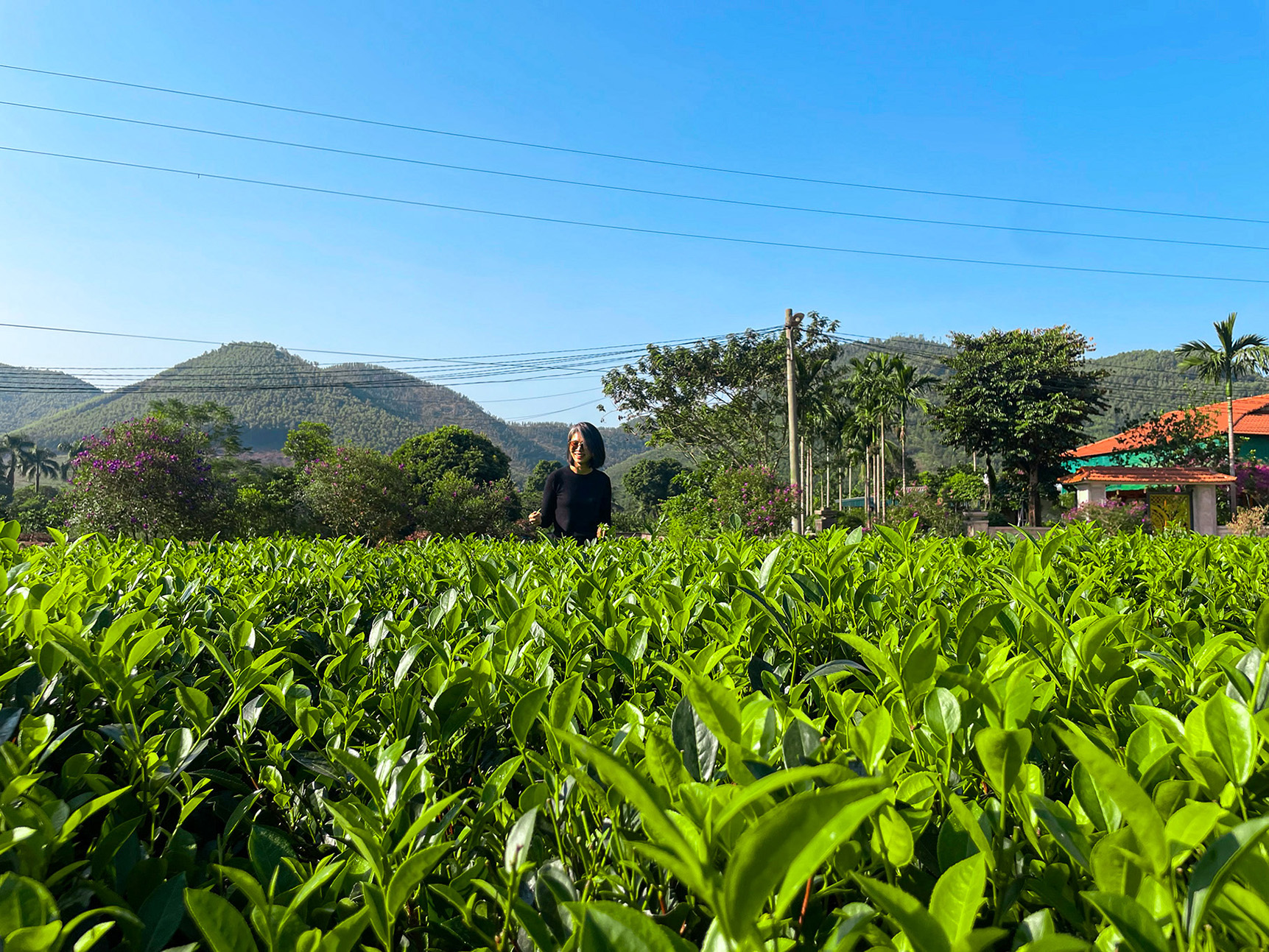 Plantrip ở đồi chè Tân Cương - Thái Nguyên xuân 2025.