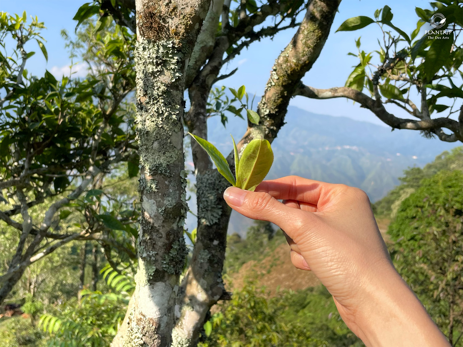 Búp trà tươi non mùa xuân tại Tà Xùa - Sơn La.