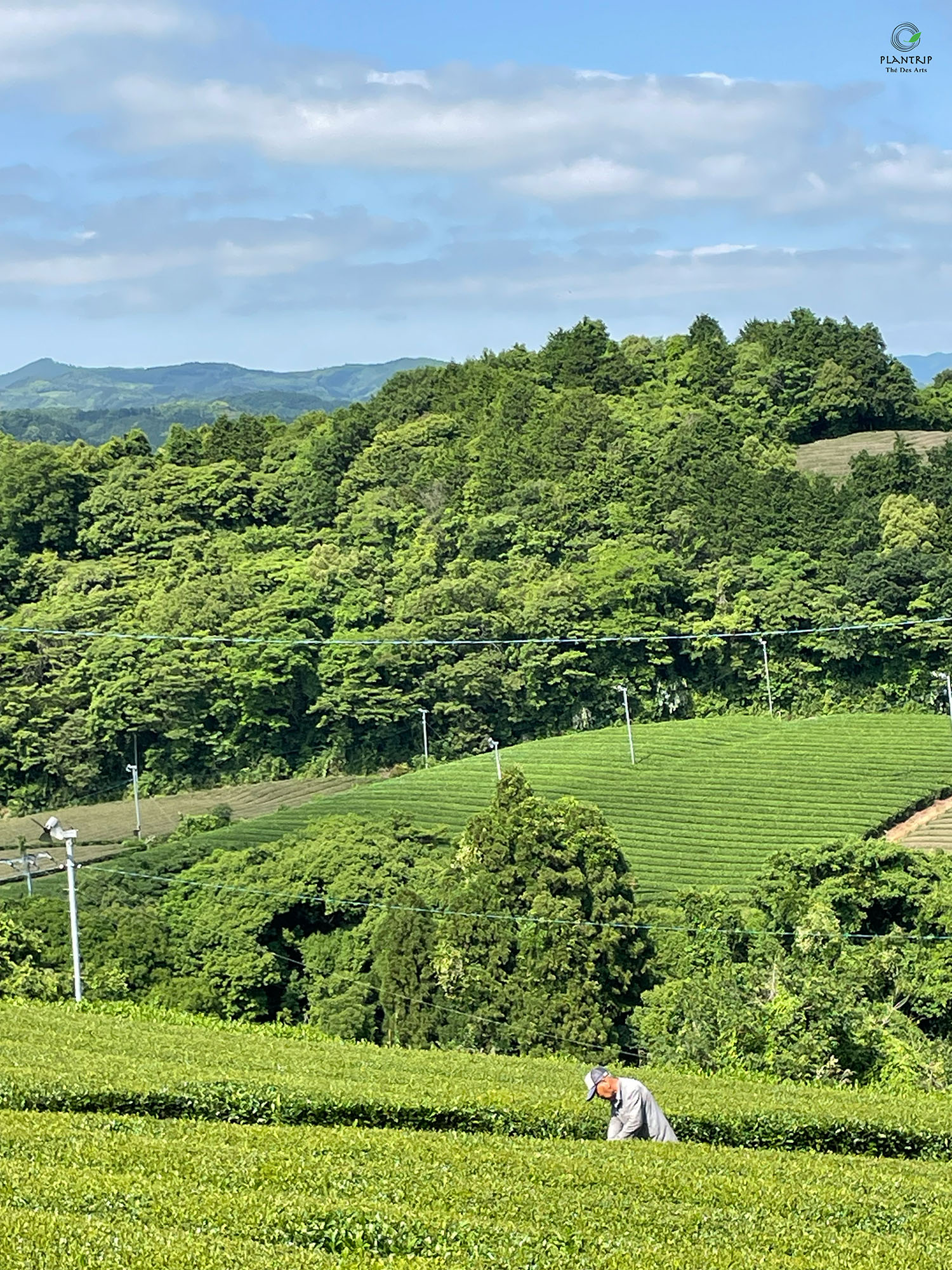 Đồi trà ở Yame - Fukuoka trong chuyến đi của Plantrip Thé Des Arts.
