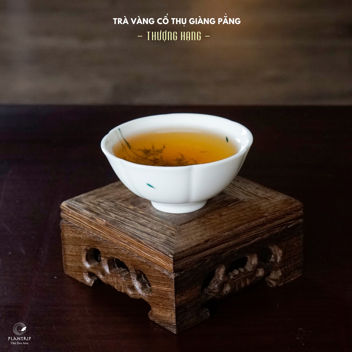 Sắc nước vàng trong, óng ánh của Trà Vàng Cổ Thụ Giàng Pằng Thượng Hạng tại Plantrip Thé Des Arts.
