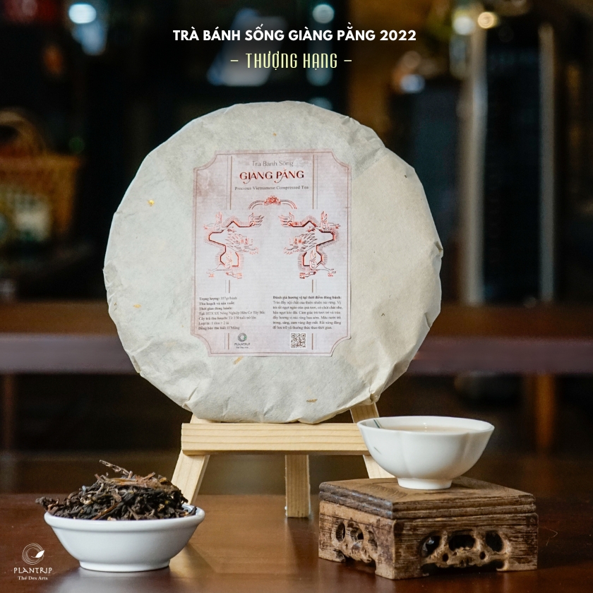 Trà Bánh Sống Giàng Pằng 2022 Thượng Hạng - Plantrip Thé Des Arts.
