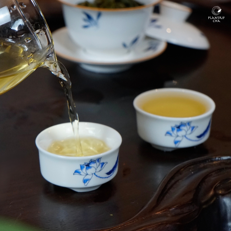 Sắc trà màu vàng trong hơi ngả xanh lá của trà Oolong Trắng Thuần Plantrip Cha.