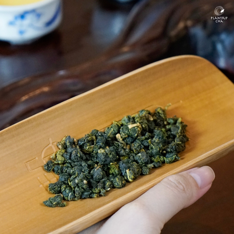 Trà Oolong Tứ Quý có hạt trà vo tròn, đều đặn tại Plantrip Cha.