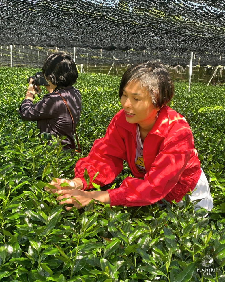 Plantrip Cha ghé thăm vườn trà tại Nhật Bản.