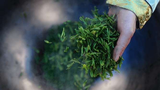 Long Tỉnh được Càn Long phong làm Ngự Trà, chuyên dùng để tiến cung - Ảnh: Sưu tầm