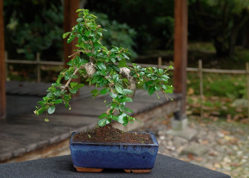 Cây trà Phúc Kiến thường được trồng làm cảnh, tạo dáng bonsai trang trí (Ảnh: sưu tầm)