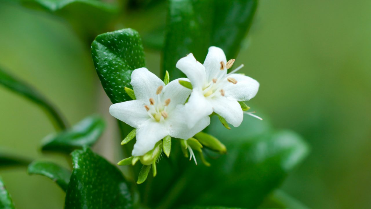 Sắc trắng tinh khôi của hoa trà Phúc Kiến - Fukien tea (Ảnh: sưu tầm)