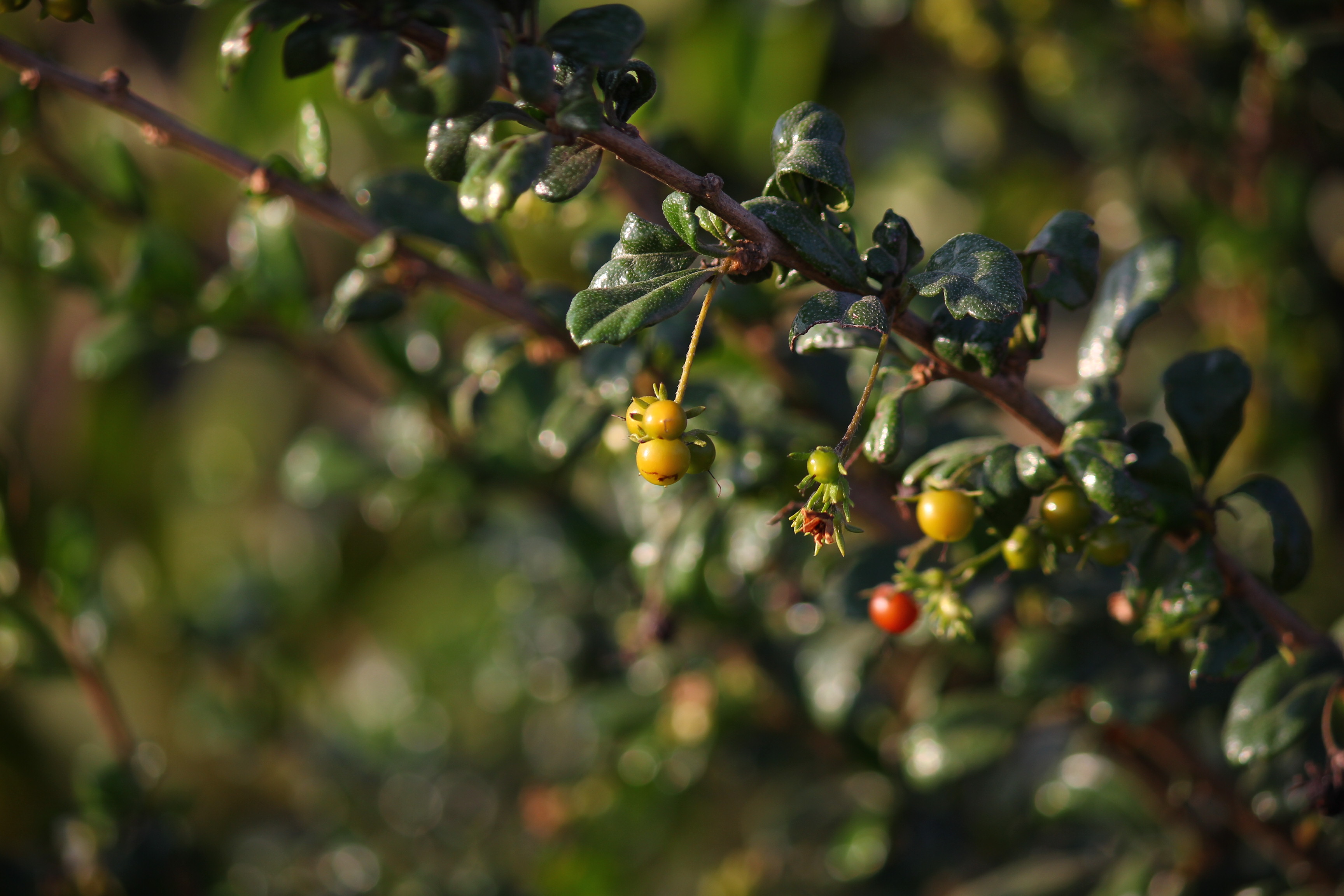 Quả cây trà Phúc Kiến có màu xanh và chuyển dần sang đỏ khi chín (Ảnh: sưu tầm)