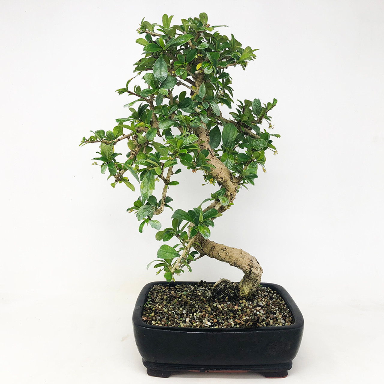 Chăm sóc cây trà Phúc Kiến cần lưu ý việc tưới nước để cây luôn xanh tốt và tránh bị thối rễ (Ảnh: sưu tầm)