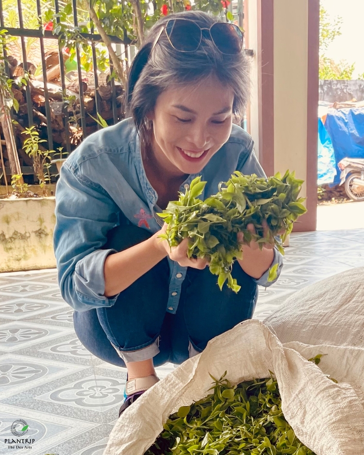 Tiêu chuẩn thu hái búp trà của Plantrip Thé Des Arts là “một tôm, hai lá”.