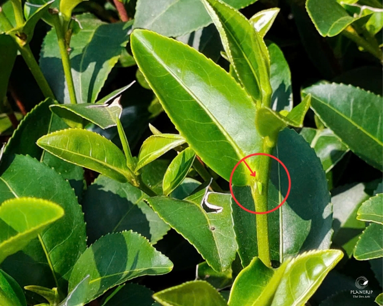 Con rệp xanh tạo nên hương vị đặc biệt của Trà Oolong Đông Phương Mỹ Nhân, ảnh chụp tại Tam Đường, Việt Nam.