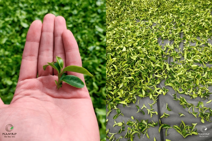 Những búp trà non xanh vừa được thu hoạch xong - Ảnh: Plantrip Thé Des Arts.