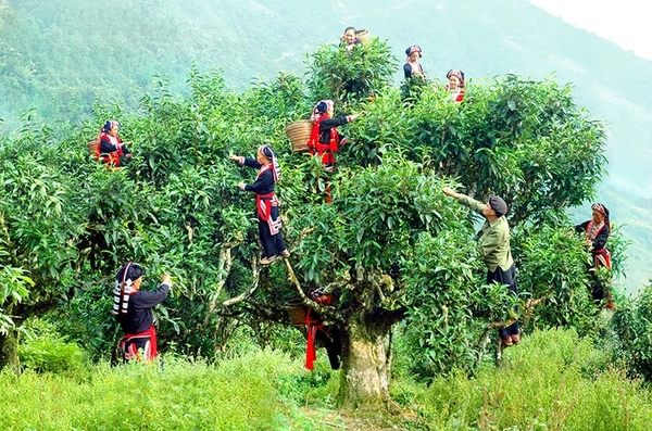 Người đồng bào thu hoạch trà trên những Cây Trà Cổ Thụ (ảnh sưu tầm).