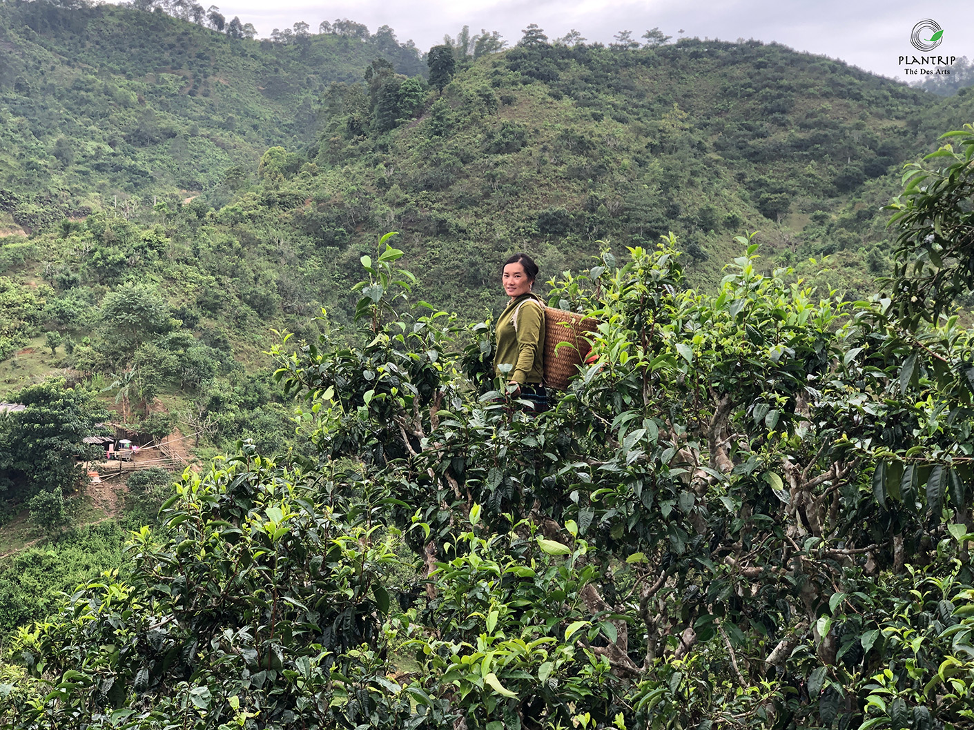 Hình ảnh người hái chè cổ thụ ở Sùng Đô, Yến Bái trong chuyến hành trình của Plantrip.