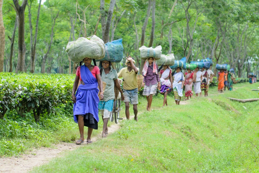 Giống trà Assamica Camellia Sinensis vô cùng thích hợp để sản xuất Trà Đen - Ảnh: Sưu tầm