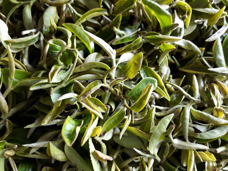 Vết rầy xanh cắn tạo nên hương vị đặc biệt cho Đông Phương Mỹ Nhân