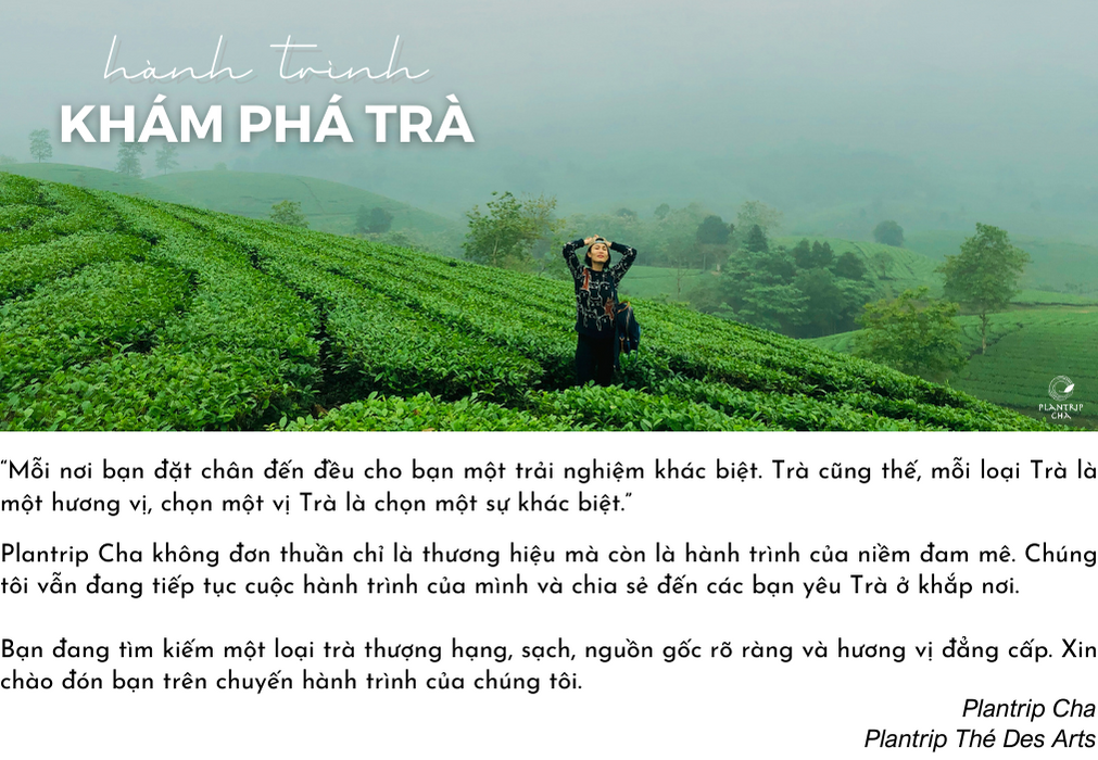 Plantrip Cha - Hành Trình Khám Phá Trà