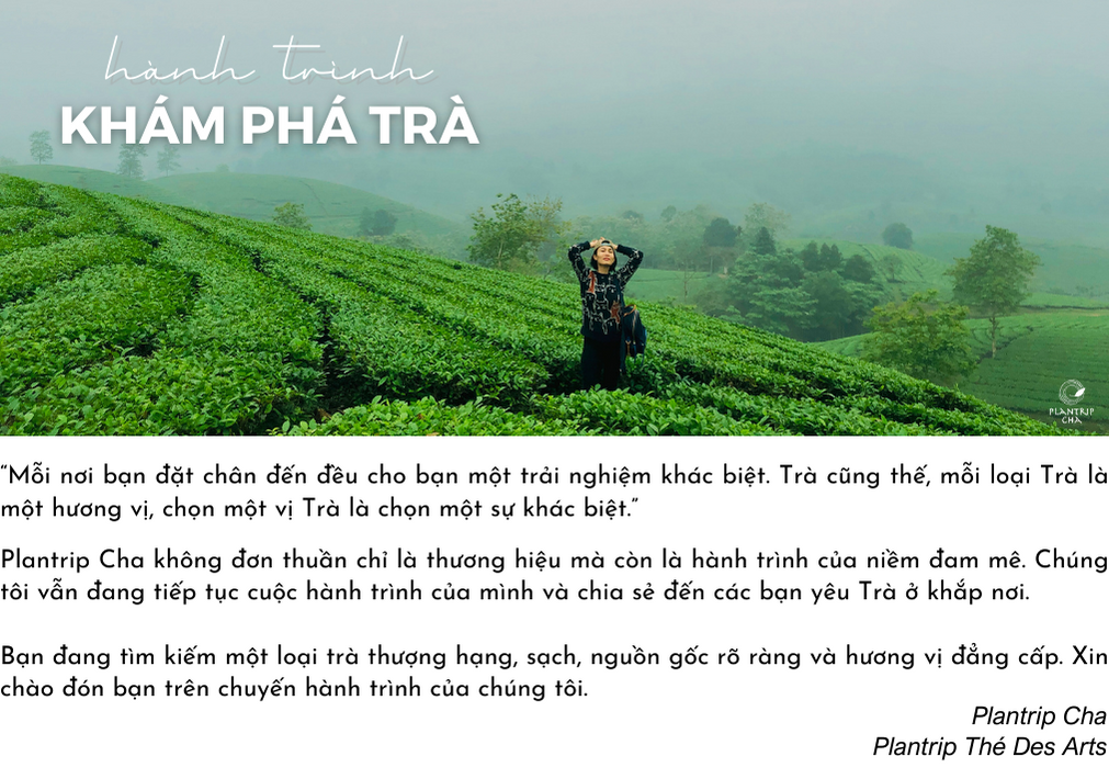 Plantrip Cha - Hành Trình Khám Phá Trà 