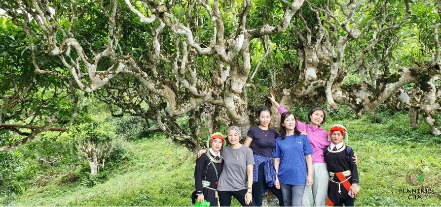 Vùng trà Vùng Lài - Lao Chải - Hà Giang