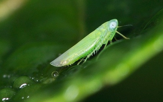 Loại rầy xanh cắn phá vườn trà mùa hè