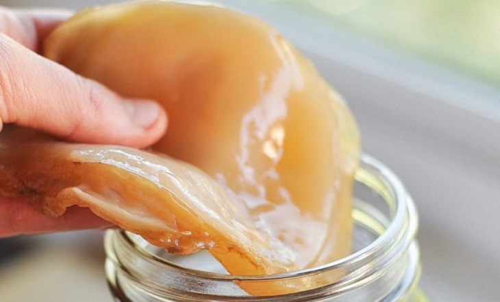 SCOBY là nguyên liệu làm trà Kombucha