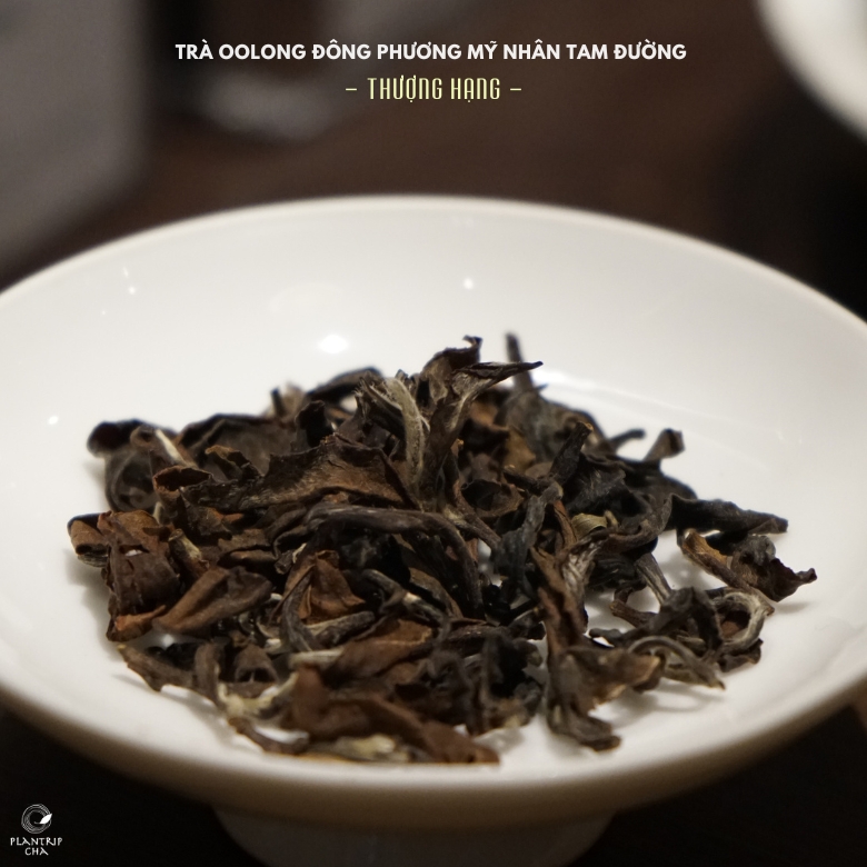 Hình dáng lá trà khô của Trà Oolong Đông Phương Mỹ Nhân Tam Đường Thượng Hạng khác biệt so với các dòng trà oolong khác.