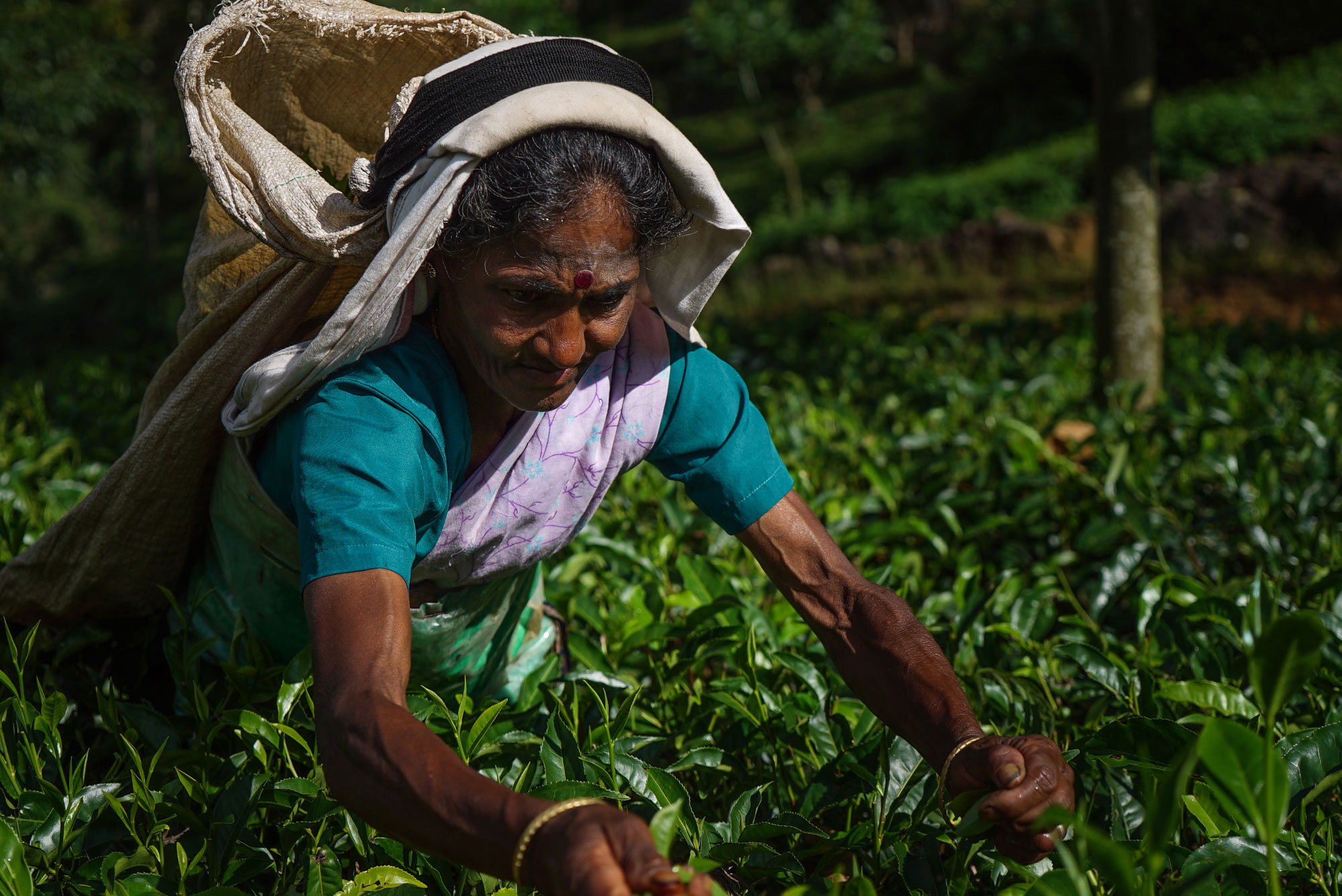trà đen ceylon ( trà Sri Lanka) nổi tiếng