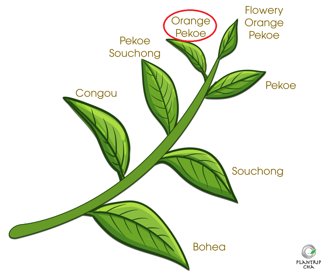 Ảnh phân loại lá trà đen theo vị trí của lá trên cây trà.