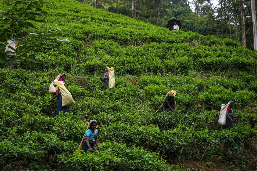 Một góc vườn trà ở Nuwara Eliya, Sri Lanka - Ảnh: Sưu tầm