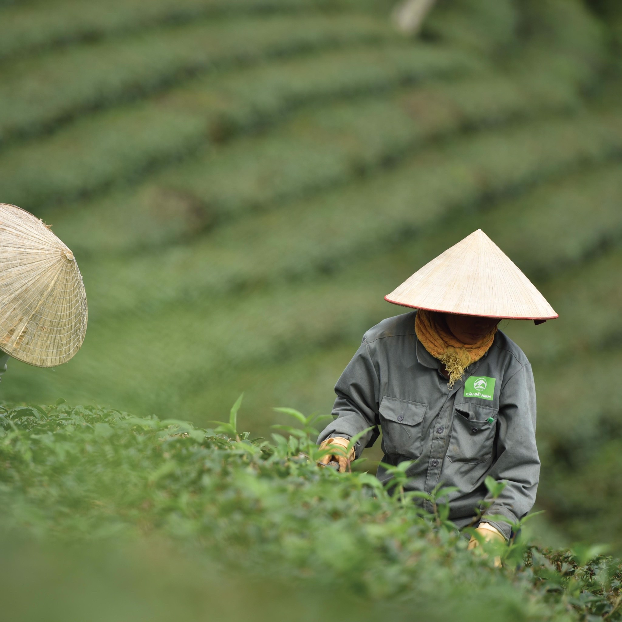 Oolong sữa khác với Kim Tuyên thông thường vì được chăm bón bằng công nghệ vi sinh hiện đại - Ảnh: Sưu tầm