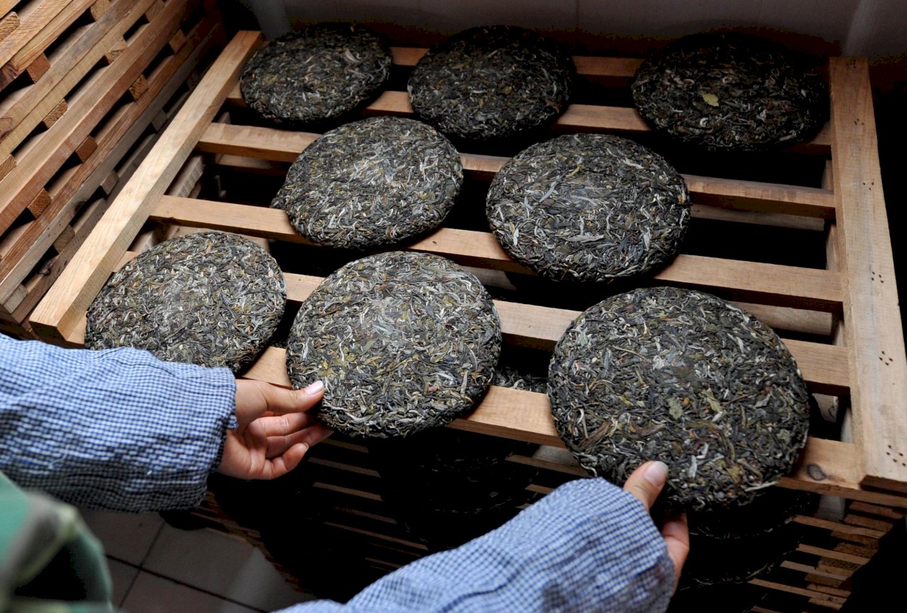 Trà Phổ Nhĩ được chế biến, đóng bánh và cất ủ trong thời gian lâu dài (Ảnh: sưu tầm)