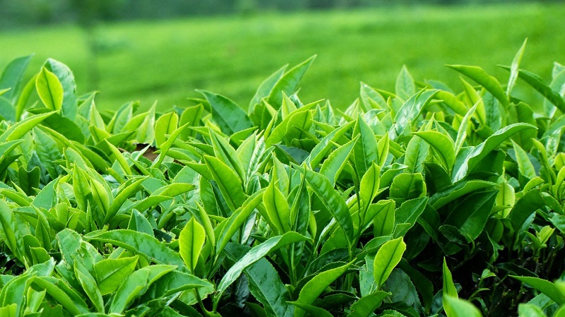 Truyền thuyết kể rằng Ngụy Ẩm là người phát hiện ra Trà Thiết Quan Âm - Ảnh: Sưu tầm