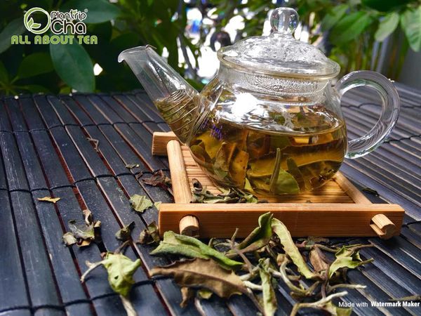 Trà Trắng Lá Rời Paimutan được làm từ lá mận non kết hợp với lá trà trắng