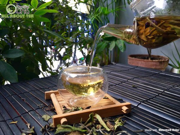 Trà Paimutan thơm hương thanh mát từ trà trắng và mùi thơm ngát hương hoa từ lá mận non - Ảnh: Sưu tầm