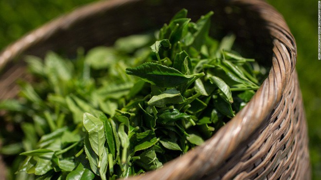 Trà xanh còn gọi là lục trà, có lịch sử phát triển hơn 3000 năm - Ảnh: Sưu tầm