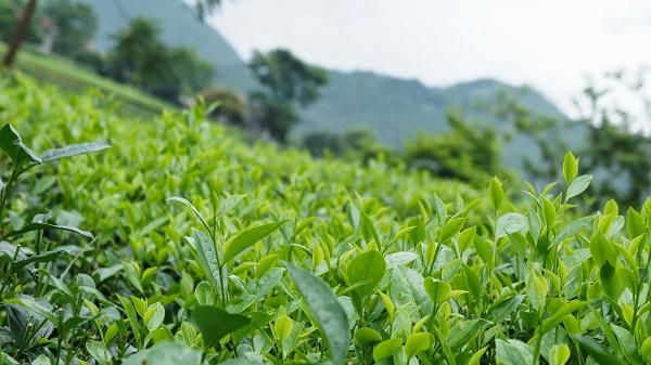 trà ô long trung quốc