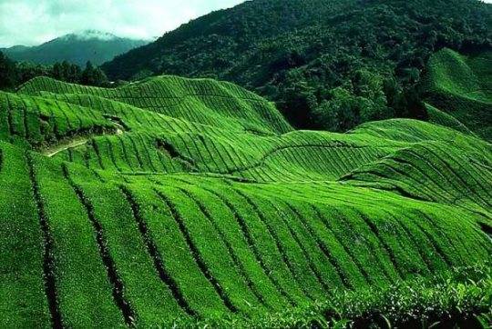 Tìm hiểu về vùng trà Vân Nam