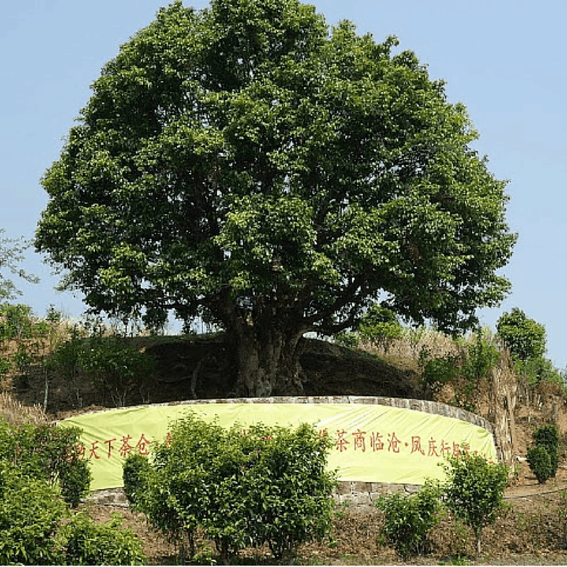 Cây trà Xiangzhuqing 3200 tuổi tại Vân Nam, Trung Quốc (Ảnh: sưu tầm)