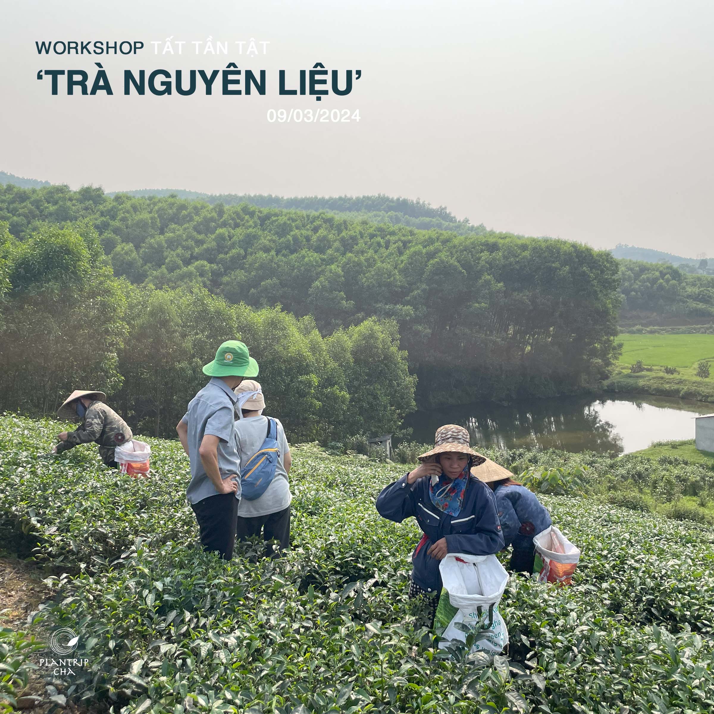 10 năm ngang dọc để hiểu về trà, được Plantrip Cha cô động trong buổi Workshop Tất Tần Tật ‘Trà Nguyên Liệu’.