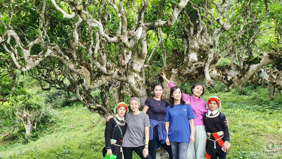Cùng Plantrip ghé thăm 1 số gốc trà trong rất nhiều gốc trà trăm năm tuổi tại rừng trà cổ thụ Lùng Vài.