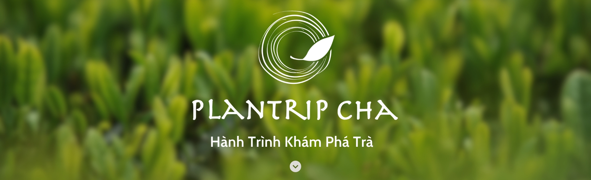 Plantrip Cha