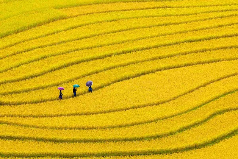 Ruong bac thang Hoang Su phi