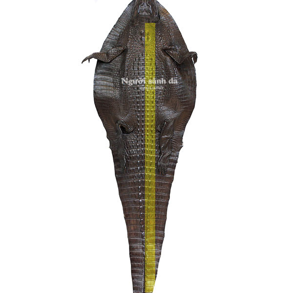 Phần làm thắt lưng liền nguyên con gù gai cá sấu